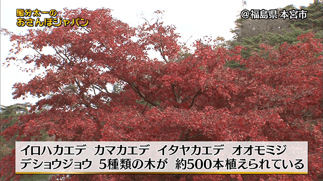 福島県本宮市 美しい秋の絶景スポット 国分太一のおさんぽジャパン